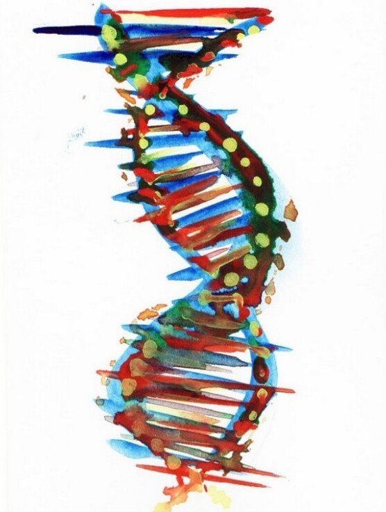 Watercolor chromosome painting representing 16q12.2